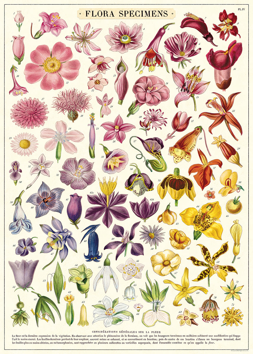 Cavallini & Co. Floral Specimens Decorative Paper