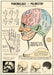 Cavallini & Co. Phrenology and Palmistry Decorative Paper