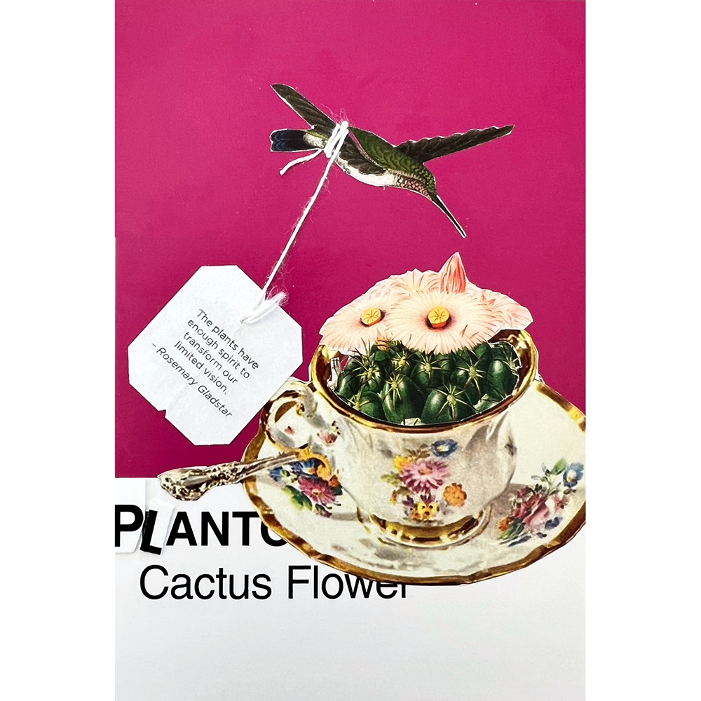A Pantone color postcard featuring an illustration of a Plerota cactus flower in a floral teacup saucer, with a hummingbird and a hanging teabag tag against a magenta background. The text 'PLANT Cactus Flower' is printed at the bottom.