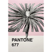 Pantone 677 color swatch card featuring a black and white photograph of a ballerina surrounded by a large aloe plant, with a pink upper section and a light gray lower section displaying the text 'PANTONE 677'.