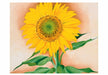 A Sunflower from Maggie Small Boxed Cards by Georgia O'Keeffe