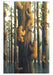 Bears Boxed Notecard Set by Robert Bissell