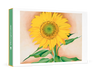 A Sunflower from Maggie Small Boxed Cards by Georgia O'Keeffe