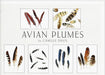 Crane Creek Graphics Avian Plumes notecard folio features delicate images by the artist Camille Davis. Feathers in the set include those of the cardinal, osprey, woodpecker, stellar's jay, red tailed hawk, and those from the nest of an owl. 