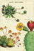 Cavallini & Co. Cacti and Succulents Vintage postcard set.