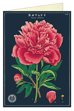 Cavallini & Co. Botany Series- Peony Single Greeting Card- Blank inside