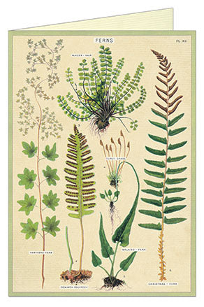 Cavallini & Co. Fern Single Greeting Card