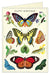 Cavallini & Co. Happy Birthday Butterflies Single Card