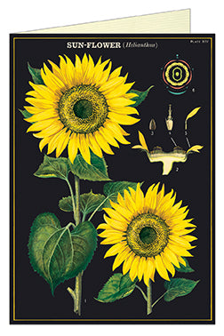 Cavallini & Co. Sunflower Blank Single Greeting Card