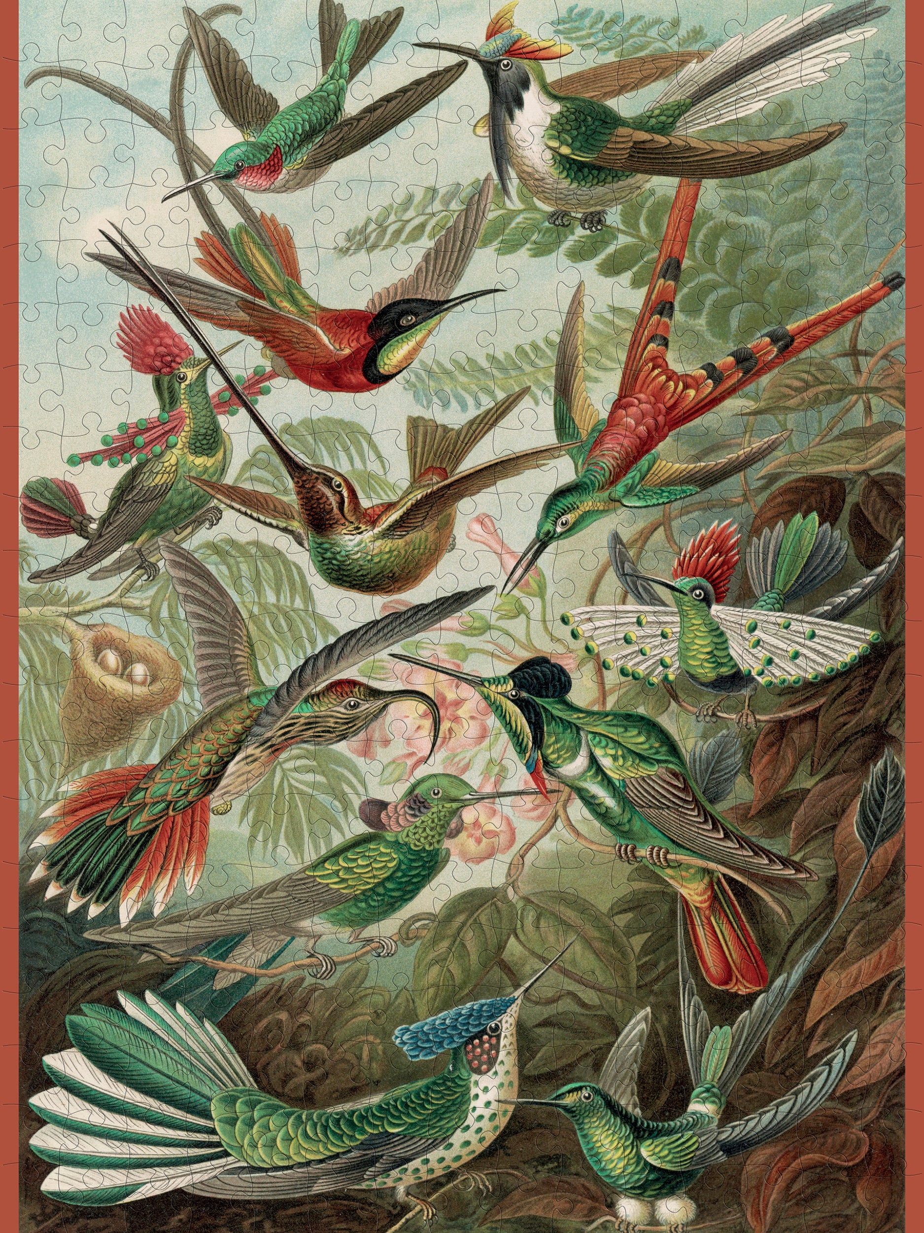 Ernst Haeckel "Hummingbirds" 300 Piece Puzzle