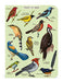 Cavallini & Co. Brid Watching Mini Notebook Set