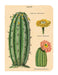 Opuntias, agaves, and aloes are all featured in Cavallini's succulents notebook set. 