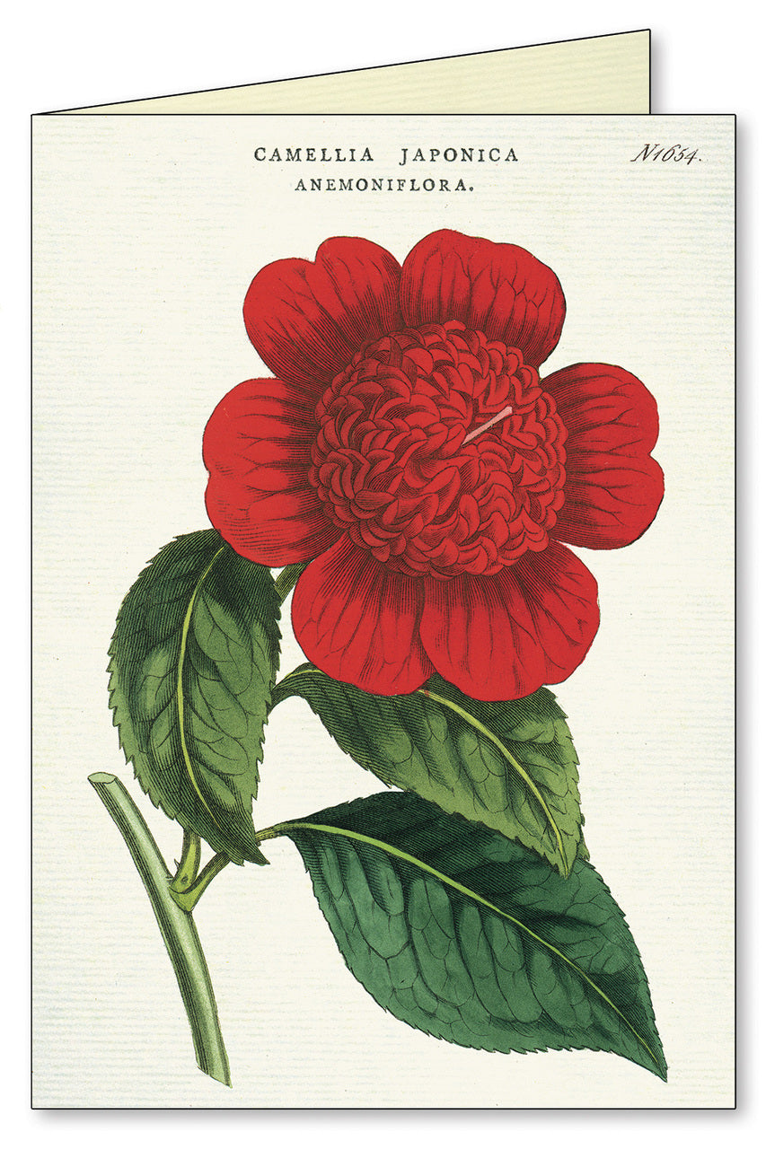 Cavallini & Co. Botanica Boxed Notecards