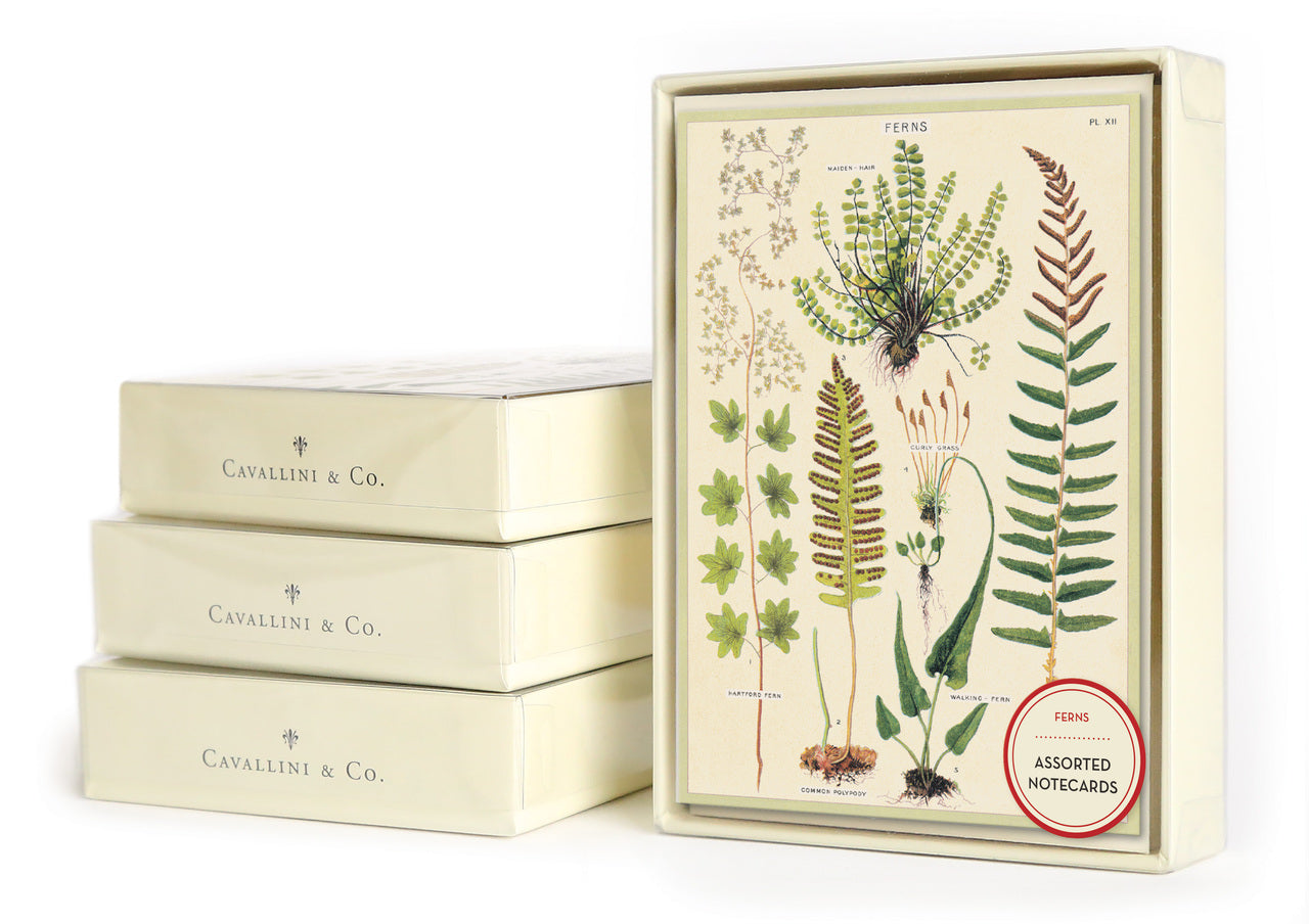 Cavallini & Co. Ferns Boxed Notecards