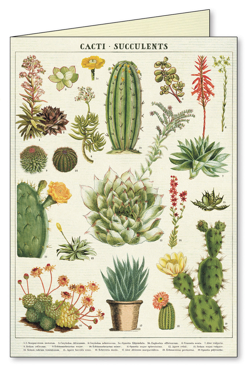 Aloe agave succulents notecard.