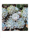 Succulent Garden Notecard set.