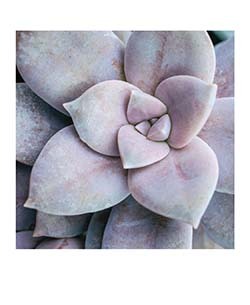 Succulent Garden Notecards