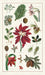 Cavallini & Co. Christmas Botanica Holiday Cotton Tea Towel