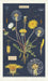 Cavallini & Co. Dandelion Cotton Tea Towel features reproductions of vintage scientific images of the dandelion in various stages of growth and bloom. 