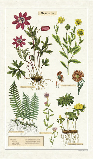 Cavallini & Co. Herbarium Cotton Tea Towel features reproductions of vintage scientific images, complete with scientific names and instructions on pressing plants for collection. 