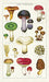 Cavallini & Co. Mushrooms Cotton Tea Towel