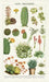One of our favorite Cavallini tea towels so far! Succulents features beautiful vintage cacti and succulent images. 