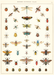 Cavallini Natural History Insects Decorative Wrap is perfect to hang on the wall or use to wrap a gift. 