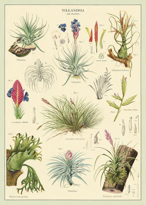 Cavallini & Co. Air Plants Decorative Paper