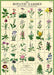 Cavallini & Co. Botanic Garden features images arranged in a grid pattern, with scientific names below each one. Use it for wrapping a gift, as a poster, or frame it for a beautiful print.
