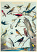 Cavallini's latest wrap for bird lovers. This wrap features reproductions of of Audubon's drawings in chart form.