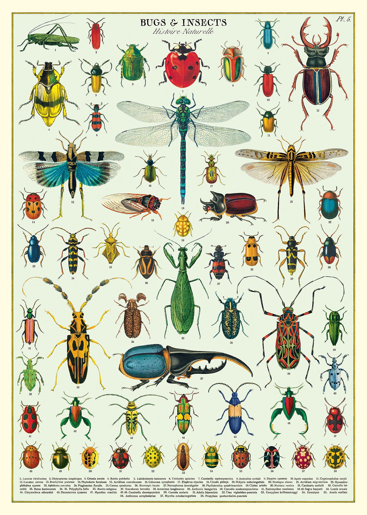 Cavallini & Co. Bugs & Insects Decorative Paper