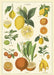 Lemons, limes, oranges, and tangerines are among the citrus fruits featured on Cavallini's Citrus Chart Decorative Wrap. 