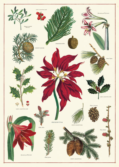 Cavallini & Co. Christmas Botanica Decorative Wrap