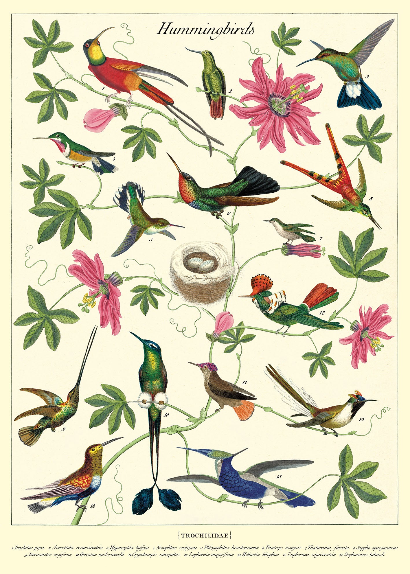 Cavallini & Co. Hummingbirds Decorative Paper