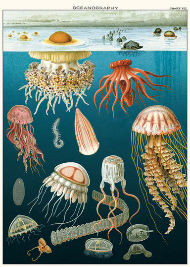 New for 2020- beautifully detailed scientific images of jellyfish that will compliment any room as a wall hanging. 