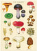 A second mushroom chart has been added! Mushrooms No.2  adds more variety and color to the mushroom category.