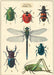 Cavallini & Co. Insects Chart Decorative Paper