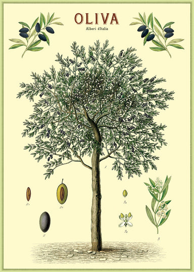 Cavallini & Co. presents a beautiful scientific image of an olive tree, complete with details of olive, branch ends, and blooms. 