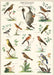 Cavallini & Co. Ornithology Decorative Paper