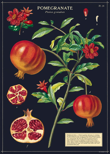 Cavallini & Co. Pomegranate Decorative Wrap