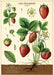 Cavallini & Co. Strawberries Decorative Wrap