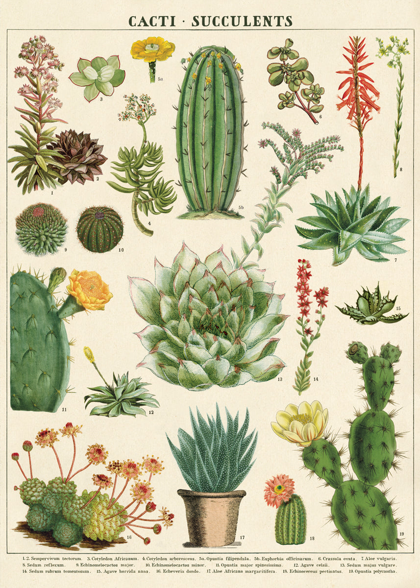 Cavallini & Co. Succulents Decorative Wrap features beautiful vintage cacti and succulent images- it can be used as gift wrap for a cactus loving friend or to brighten any room.