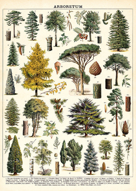 Cavallini & Co. Arboretum Decorative Paper