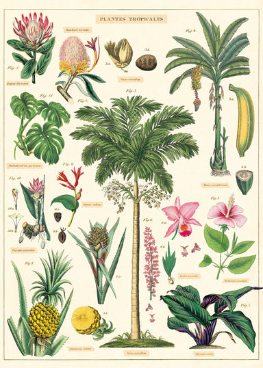 Beautiful vintage images of tropical plants adorn the new Cavallini Tropical Plants wrap- the perfect way to transport yourself to a warmer climate! 