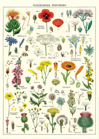 Cavallini WIldflowers Decorative Wrap is densely packed with wildflower images, each having its scientific name alongside. 