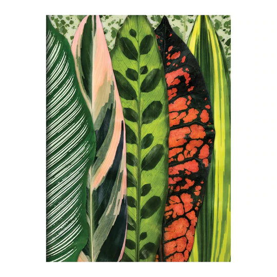 Houseplant Jungle Greeting Assortment Notecards