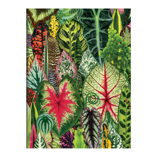 Houseplant Jungle Greeting Assortment Notecards