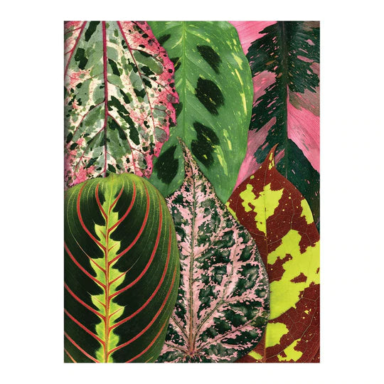 Houseplant Jungle Greeting Assortment Notecards