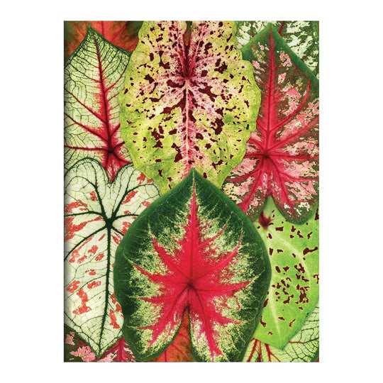 Houseplant Jungle Greeting Assortment Notecards